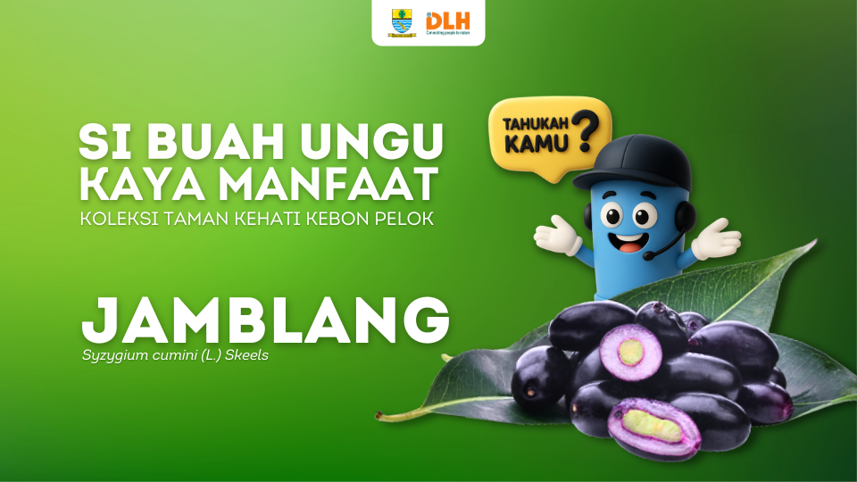 Si Buah Ungu Kaya Manfaat Koleksi Taman Kehati Kebon Pelok