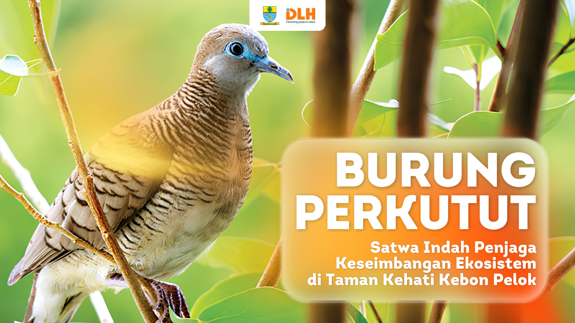 Mengenal Burung Perkutut, Satwa Indah Penjaga Keseimbangan Ekosistem di Taman Kehati Kebon Pelok
